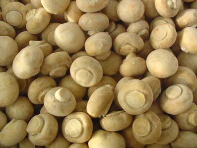 پرورش قارچ خوراکی